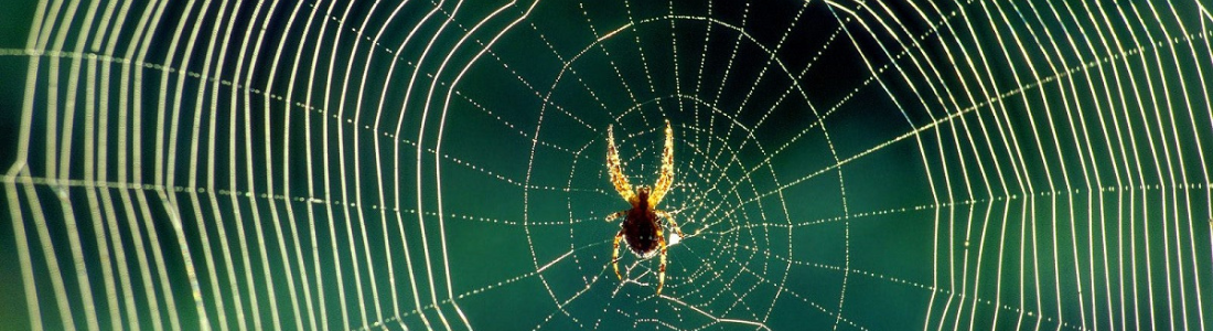 Dedetização contra Arranhas 24 HORAS